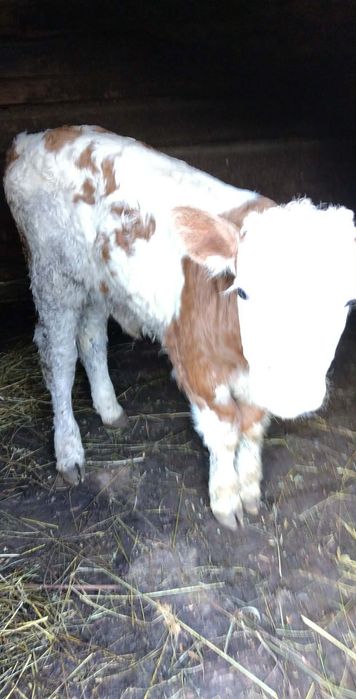 De vânzare vacă cu tăuraș de două săptămâni