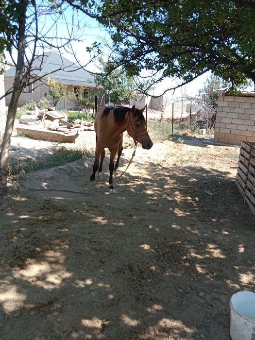 Англо Араб 3 жаста еркек