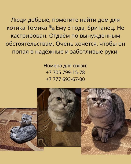 Отдам в добрые руки.