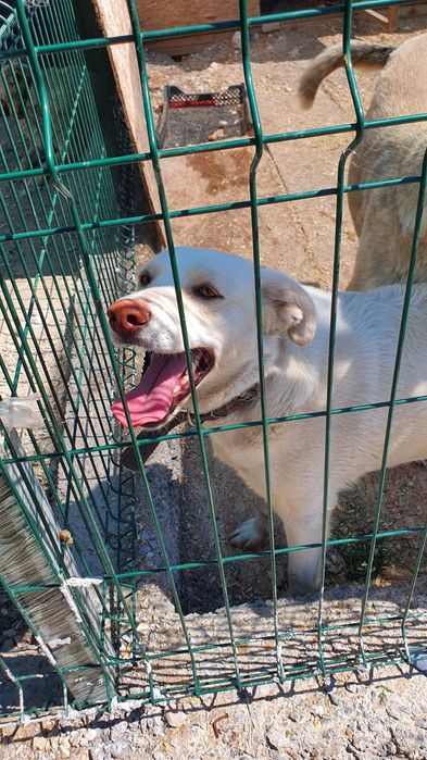 Собачка в хорошие руки