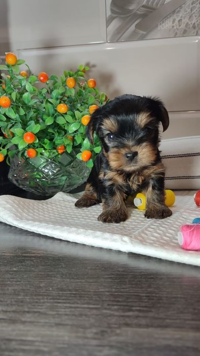 Очаровательные щенки Йорка.