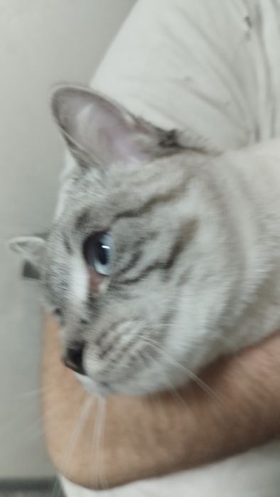 Отдам в добрые руки