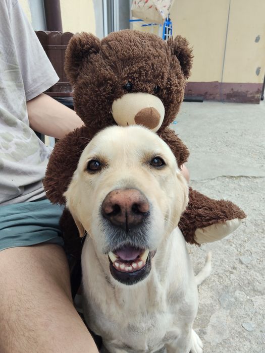 Donez csine labrador