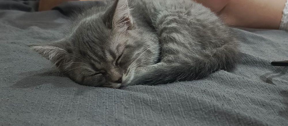 Срочно. Котенок.