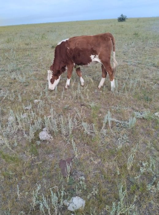 Продам дойных коров.