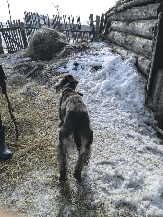 Тазы Арлан робочи