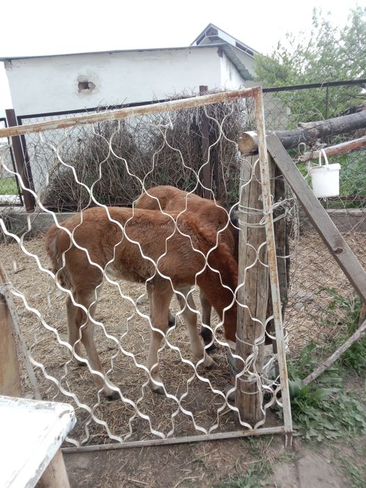 Кулындар сатылымда. 6 бас.