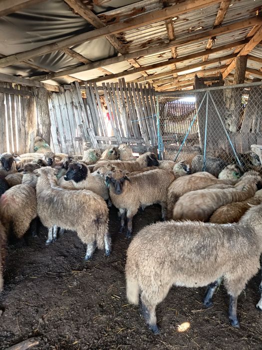 De vânzare 12 berbecuți de anul acesta