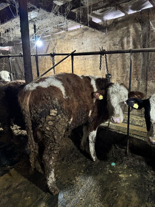 Быки Голштин симментал