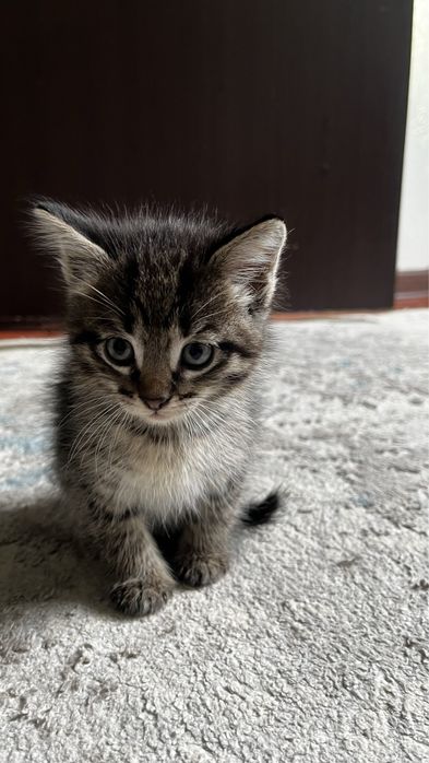 Котята 1 мальчик и 1 девочка в добрые руки