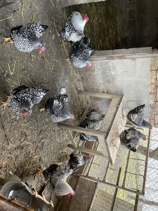 Vand cocosi Wyandotte