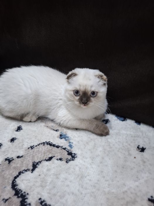 Продаётся котенок