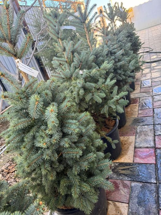 Деревья Елка Ель