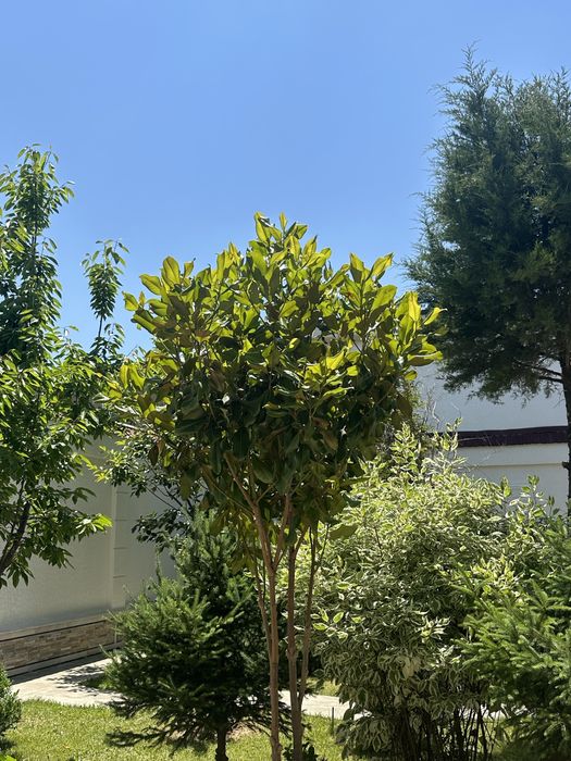 2ta Mangoliya sotiladi