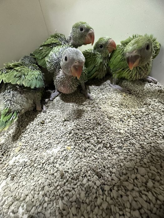 Tayyor kashada ruchnoy qilishga anjrella