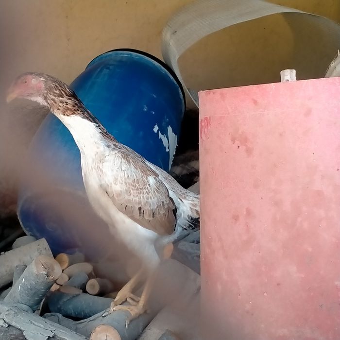 Dakan tovuq sotiladi