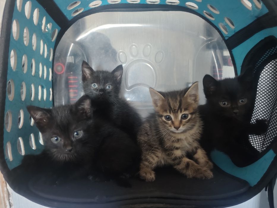 Отдам котят в добрые руки