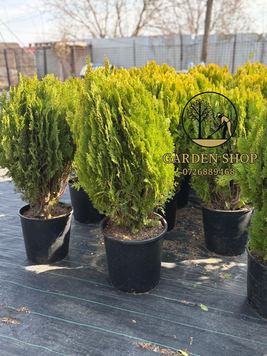 Ofer servici complete  de amenajari gradai si spatii verzi