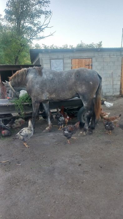 Armasar în vârstă de 3 ani
