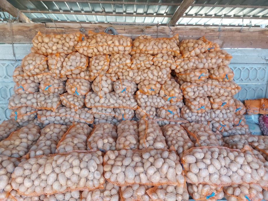 Cartofi albi de consum