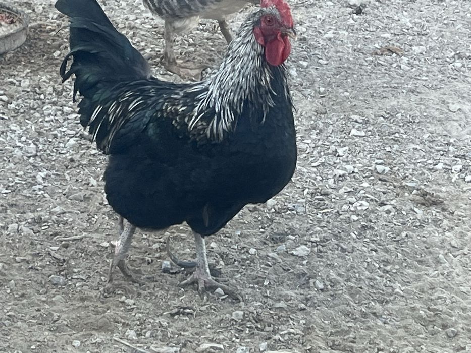 Жас Кораз сатылады молодой петух продам