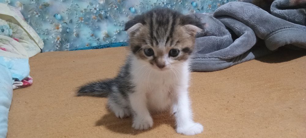 Котята  веслоухию