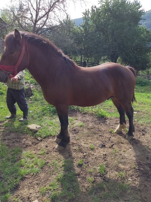 Manz de 2 ani de vanzare