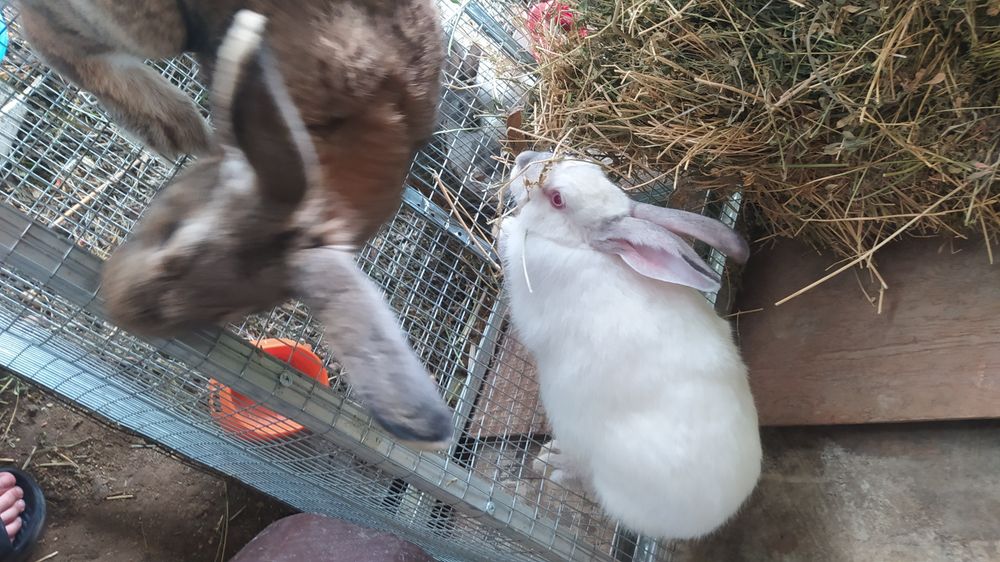 Quyonlar sotiladi kasal emas 2 tasi 400000 ming kelishib beramiz 35000