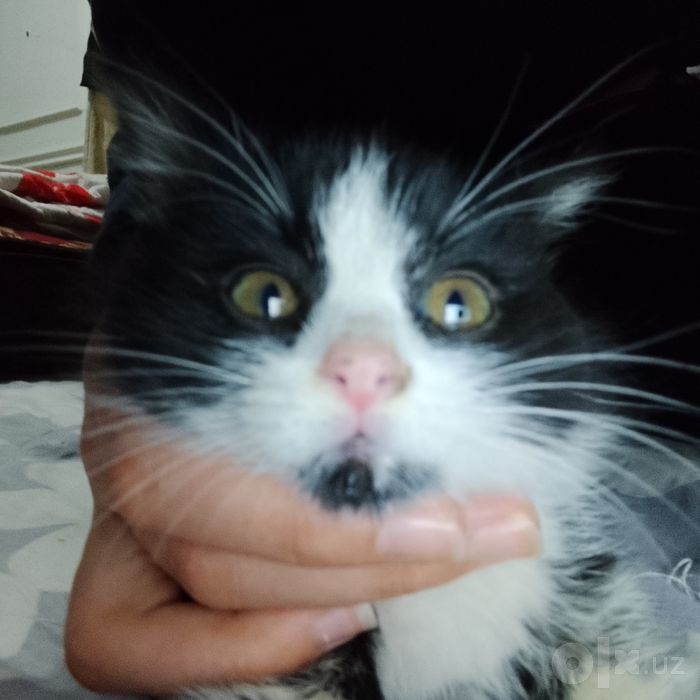 Кошка отдам даром
