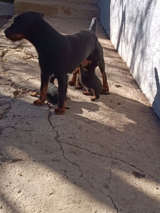 Ягдерьер щенки рабочие