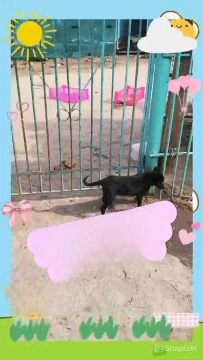 Щенкам нужен дом!