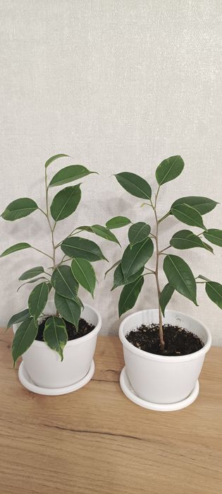 Фикус Бенджамина