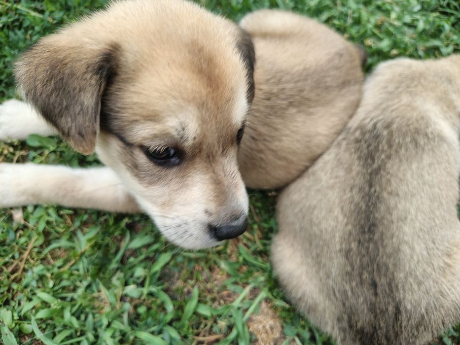 Adopție catei 2-4 luni