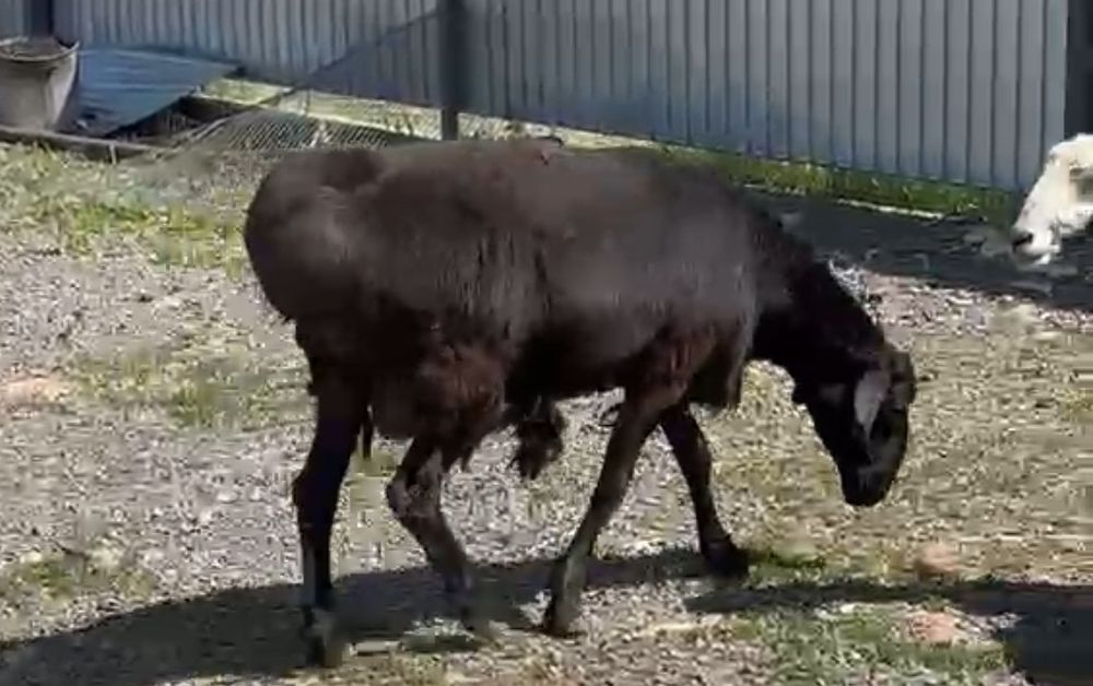 Продам жирного кошкара