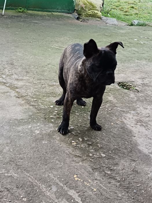 Френски булдок 8 месеца