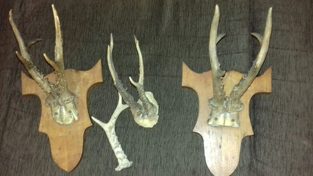 Coarne caprioara pe suport de lemn