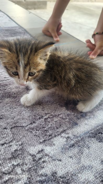 Продаж кошку очень маленький