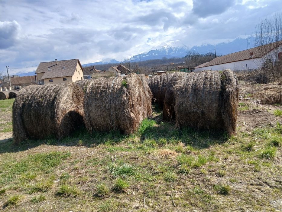 Baloti rotunzi de fan de vanzare
