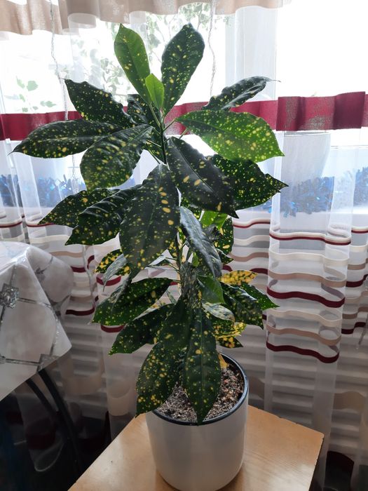 Продам цветок Кротон