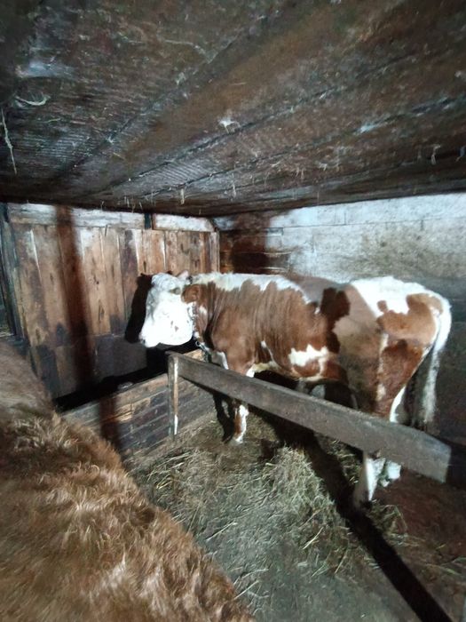 Чистокровный симментал