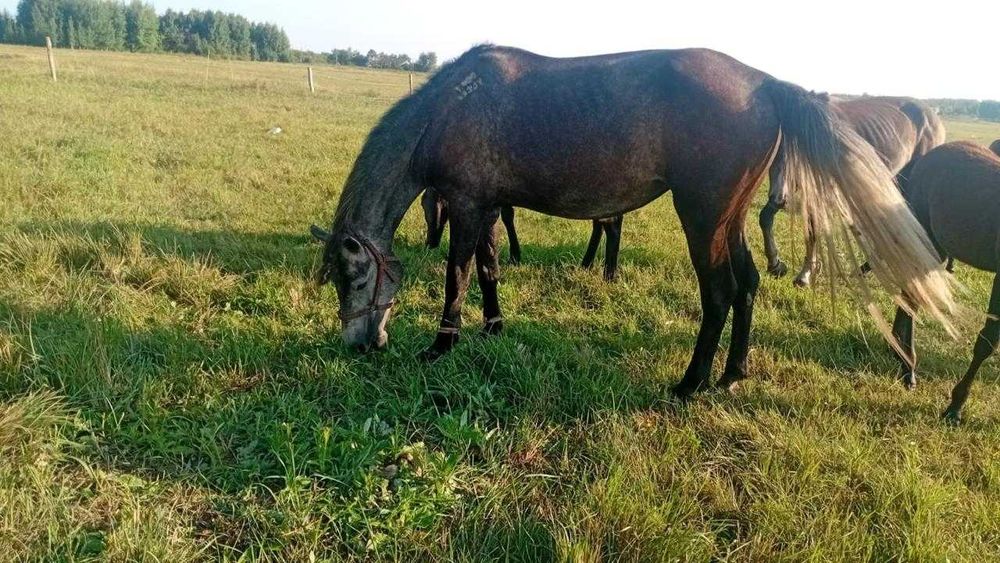 Продам здоровых лошадей