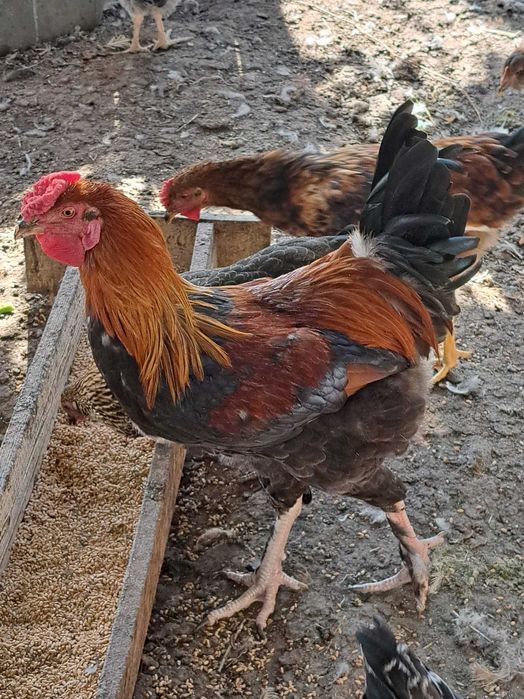 продам домашнюю птицу