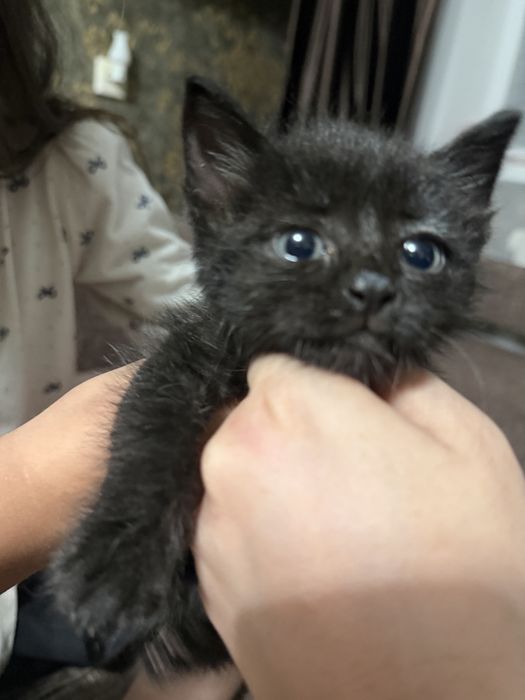 Отдам котенка, вроде девочка