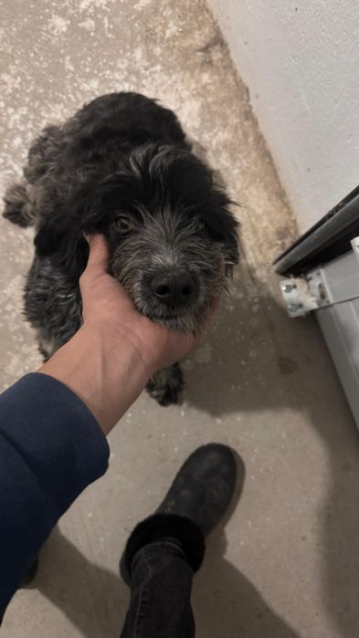 Собака с гарантией