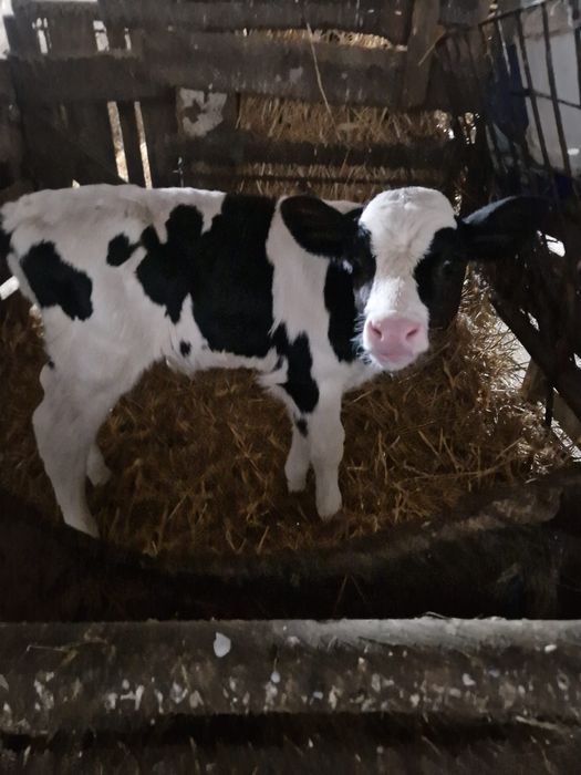 Vând Vitel Holstein