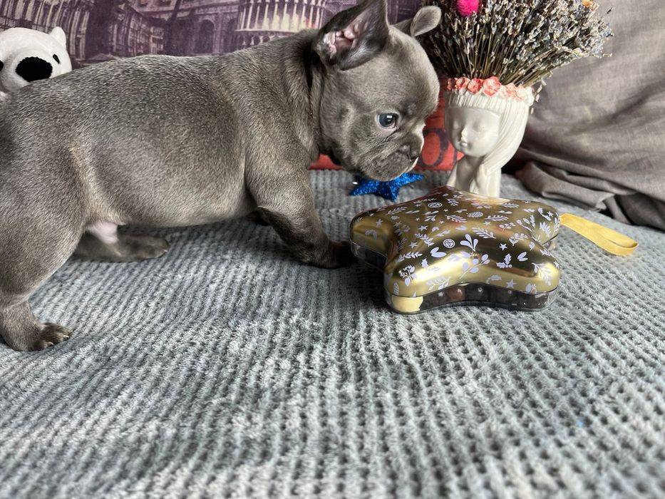 Французский бульдог