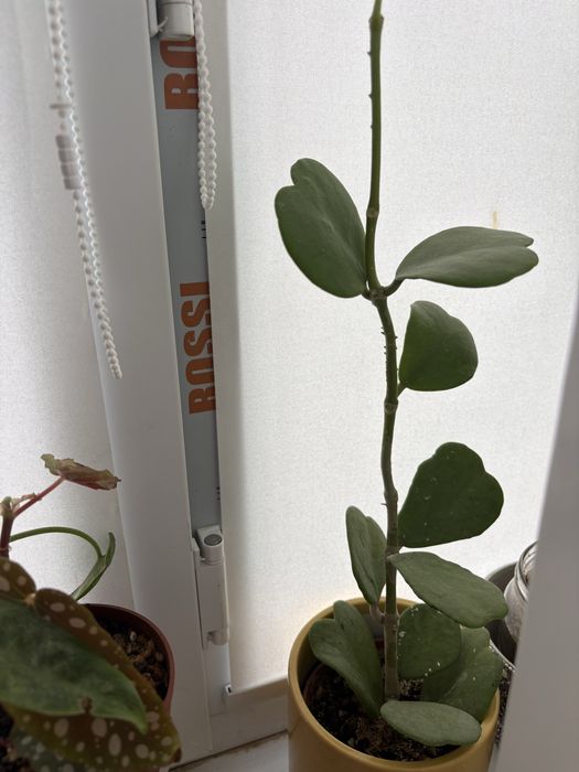 продам или обменяю