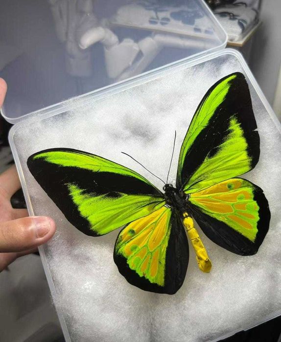 Одна из самых редки бабочек в мире.