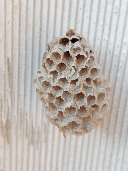 Осиной гнездо ос