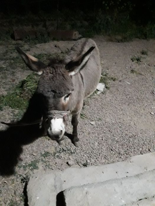 Rus video film Talabalar kuni porno klip